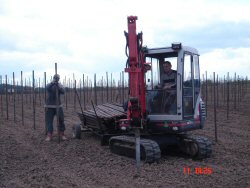 Staking  (click to enlarge) Staking (click to enlarge)