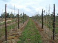 Post and wire system (click to enlarge) Post and wire system (click to enlarge)